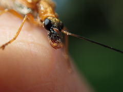 Oedemera podagrariae