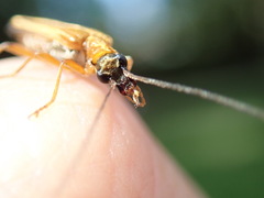 Oedemera podagrariae