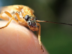 Oedemera podagrariae