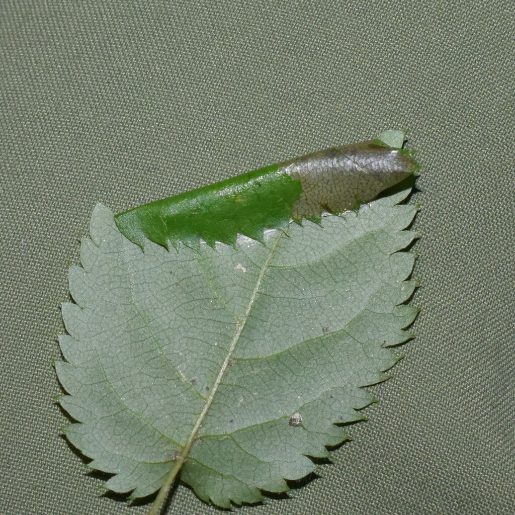 Parornix dubitella