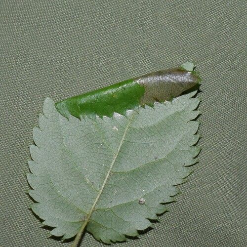 Parornix dubitella