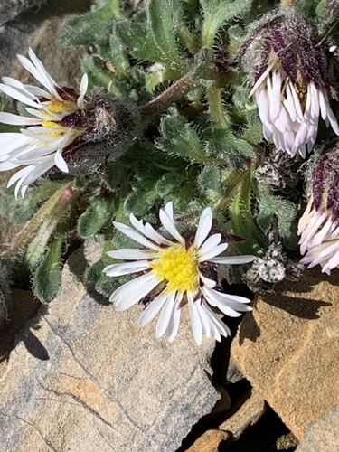 Image of Erigeron pallens by (c) scottj800, some rights reserved (CC BY)