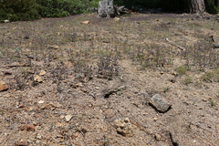 Phacelia quickii