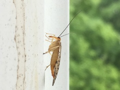 Mecoptera