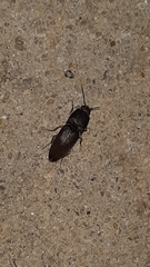 Heteroderes amplicollis