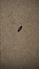 Heteroderes amplicollis