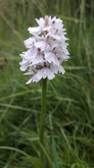 Dactylorhiza maculata