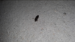 Heteroderes amplicollis