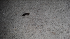 Heteroderes amplicollis