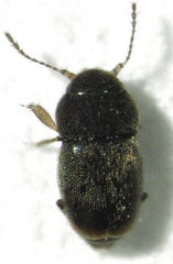 Ptiliodes austerus