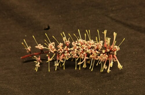 Helicia australasica observed 2024-08-19