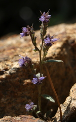Phacelia quickii