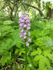 Dactylorhiza majalis baltica