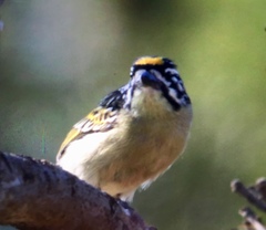 Pogoniulus chrysoconus