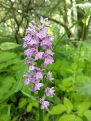 Dactylorhiza majalis baltica