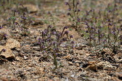 Phacelia quickii