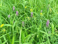 Dactylorhiza majalis baltica