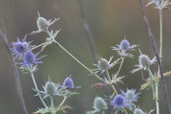 Eryngium hookeri