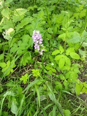 Dactylorhiza majalis baltica
