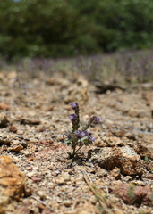 Phacelia quickii
