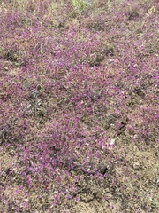 Monardella douglasii