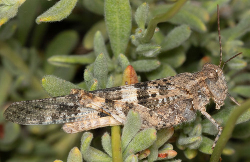 iNaturalist observation photo of Short-horned Grasshoppers