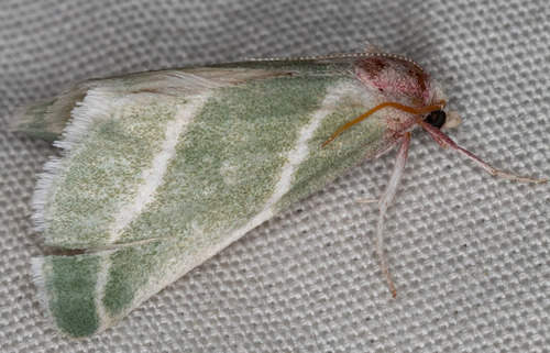 iNaturalist observation photo of Anemosella nevalis