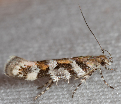 iNaturalist observation photo of Aristotelia