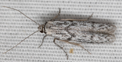 iNaturalist observation photo of Blastobasid Moths