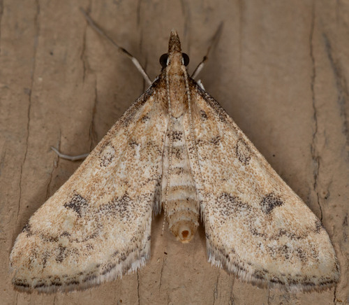 iNaturalist observation photo of Choristostigma elegantalis