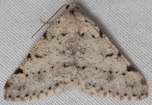 iNaturalist observation photo of Creosote Moth