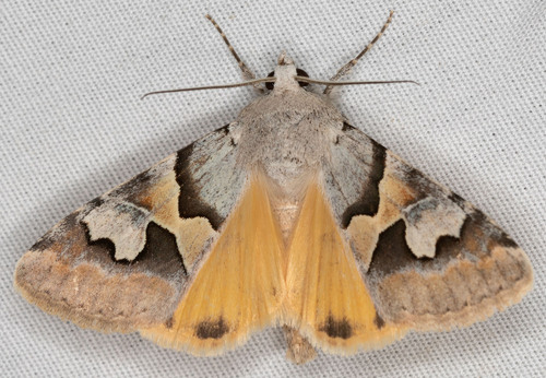 iNaturalist observation photo of Drasteria biformata