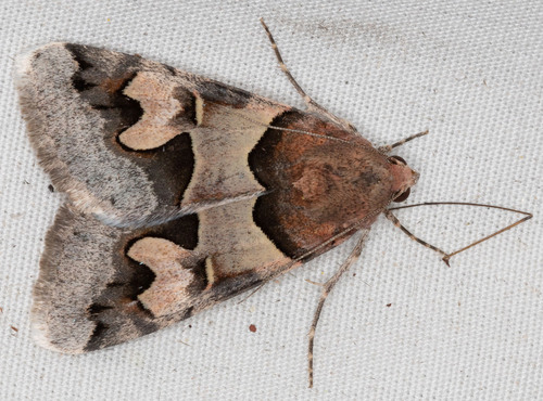 iNaturalist observation photo of Paler Graphic