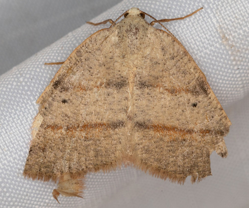 iNaturalist observation photo of Drepanulatrix bifilata