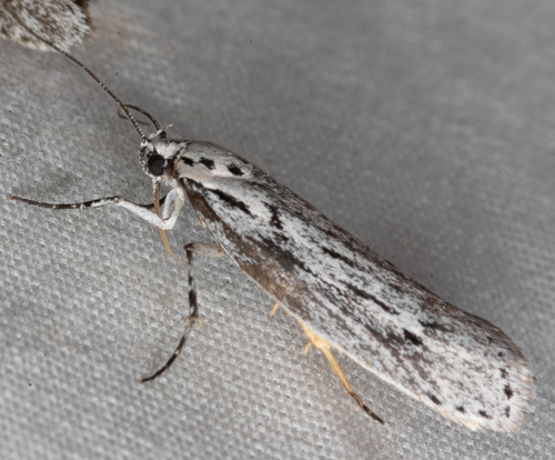 iNaturalist observation photo of Ethmia