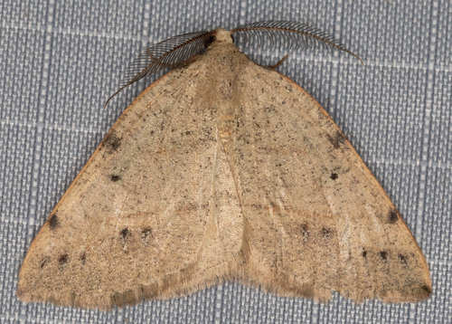 iNaturalist observation photo of Drepanulatrix bifilata