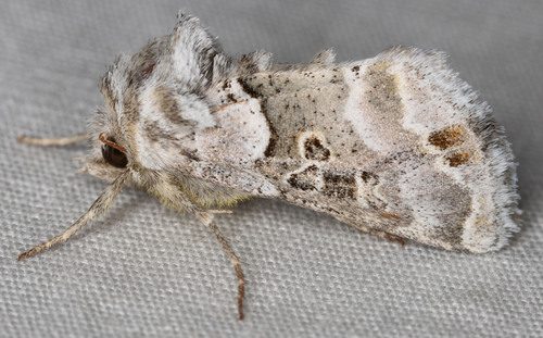 iNaturalist observation photo of Euchalcia albavitta