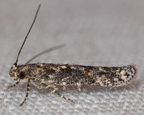 iNaturalist observation photo of Gelechiinae