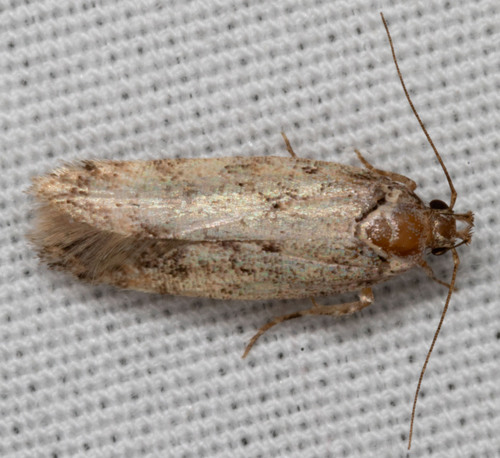 iNaturalist observation photo of Twirler Moths