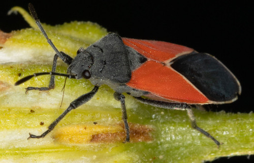 iNaturalist observation photo of Melanopleurus