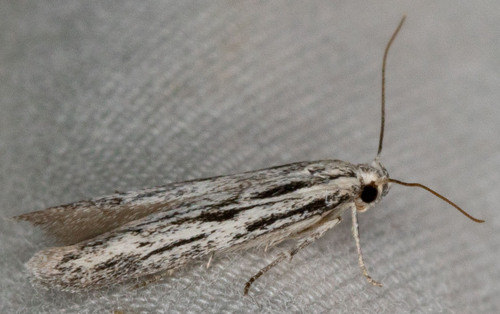 iNaturalist observation photo of Butterflies and Moths