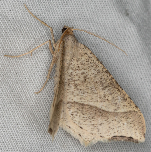 iNaturalist observation photo of Baccharis Inchworm Moth
