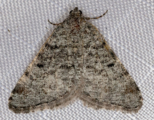 iNaturalist observation photo of Angle Moths and Allies