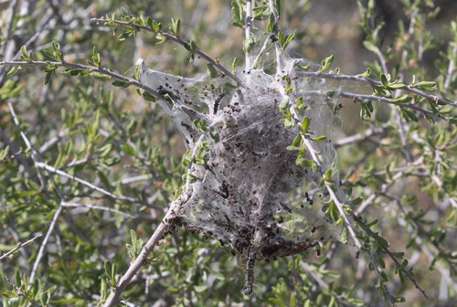 iNaturalist observation photo of Tent Caterpillar Moths