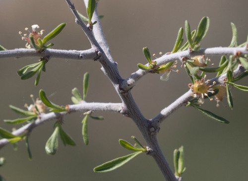 iNaturalist observation photo of Desert Almond