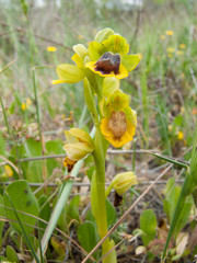 Ophrys lutea lutea