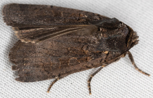 iNaturalist observation photo of Cutworm Moths and Allies