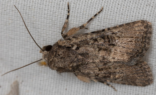 iNaturalist observation photo of Cutworm Moths and Allies