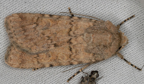 iNaturalist observation photo of Cutworm Moths and Allies