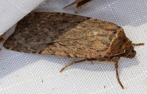 iNaturalist observation photo of Cutworm Moths and Allies